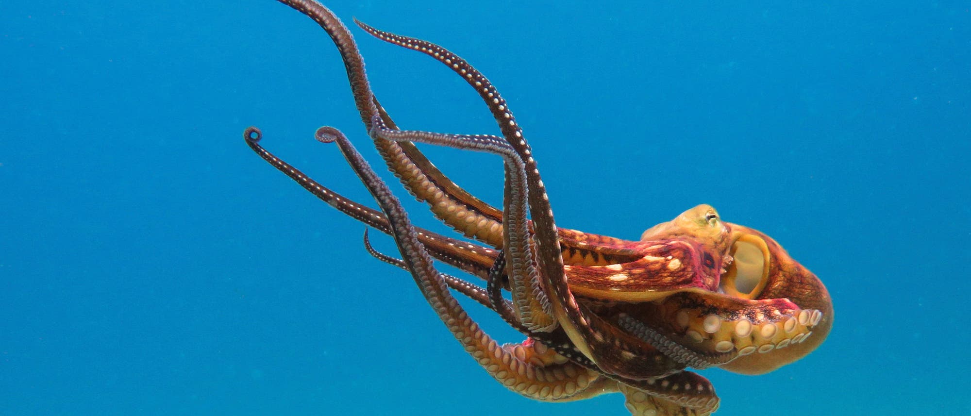 Vorbild für die Roboter der Zukunft: Kraken Vorbild für die Roboter der Zukunft: Kraken