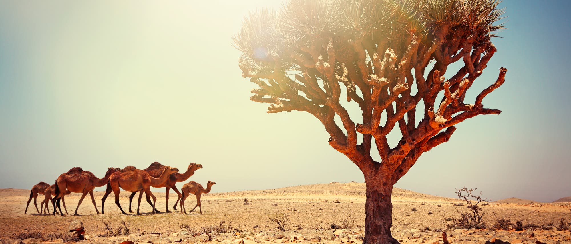 Dromedare im Oman Dromedare im Oman