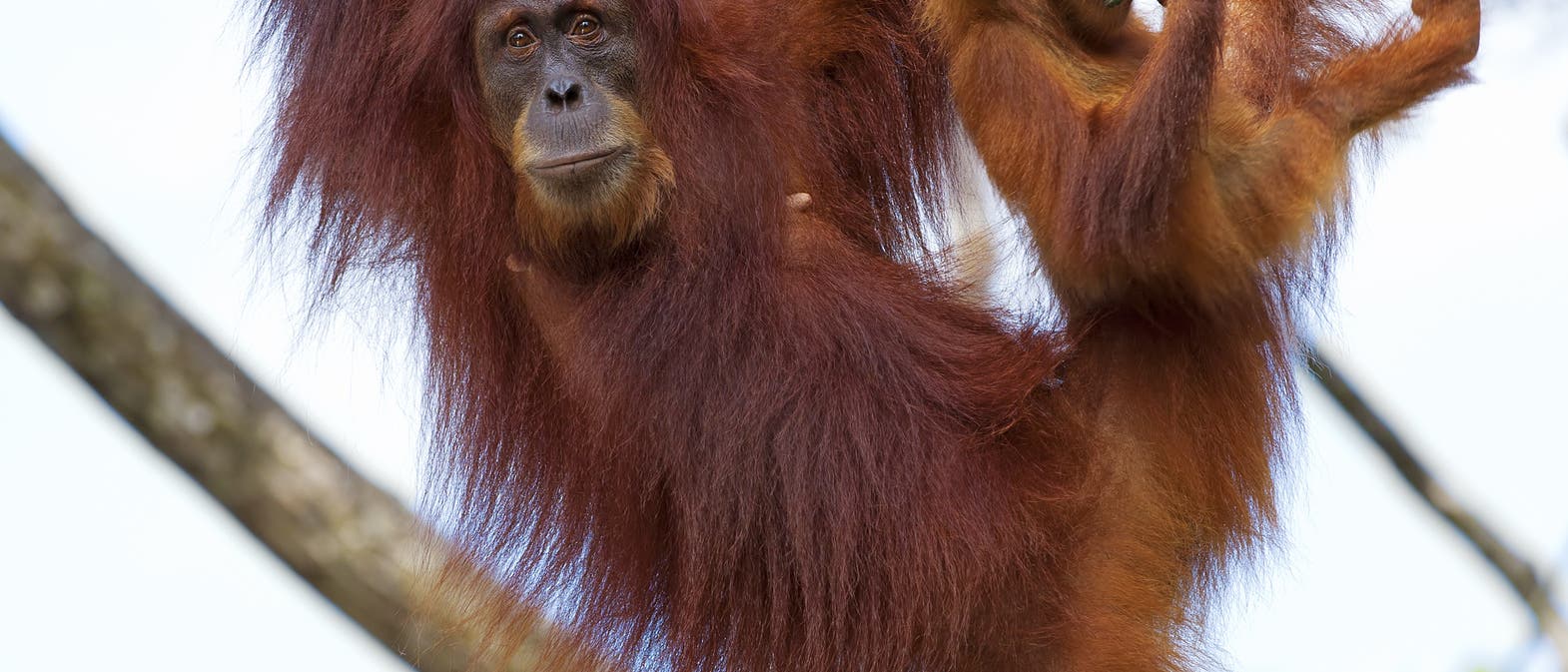 Orang-Utans Orang-Utans