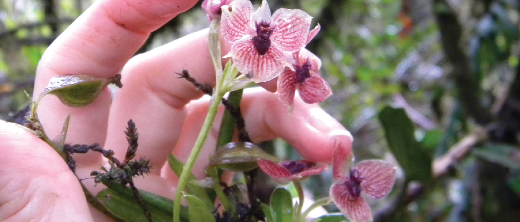 Telipogon diabolicus - eine seltene Orchidee aus Kolumbien Telipogon diabolicus - eine seltene Orchidee aus Kolumbien