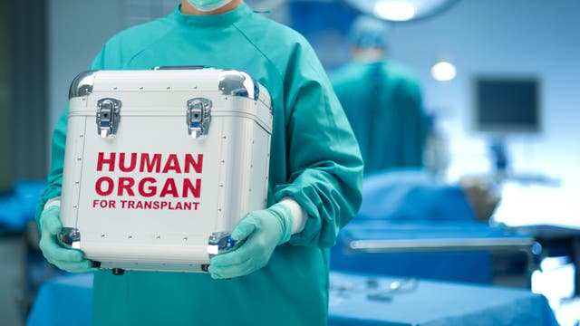 Im Koffer ist ein Organ - bereit zur Spende