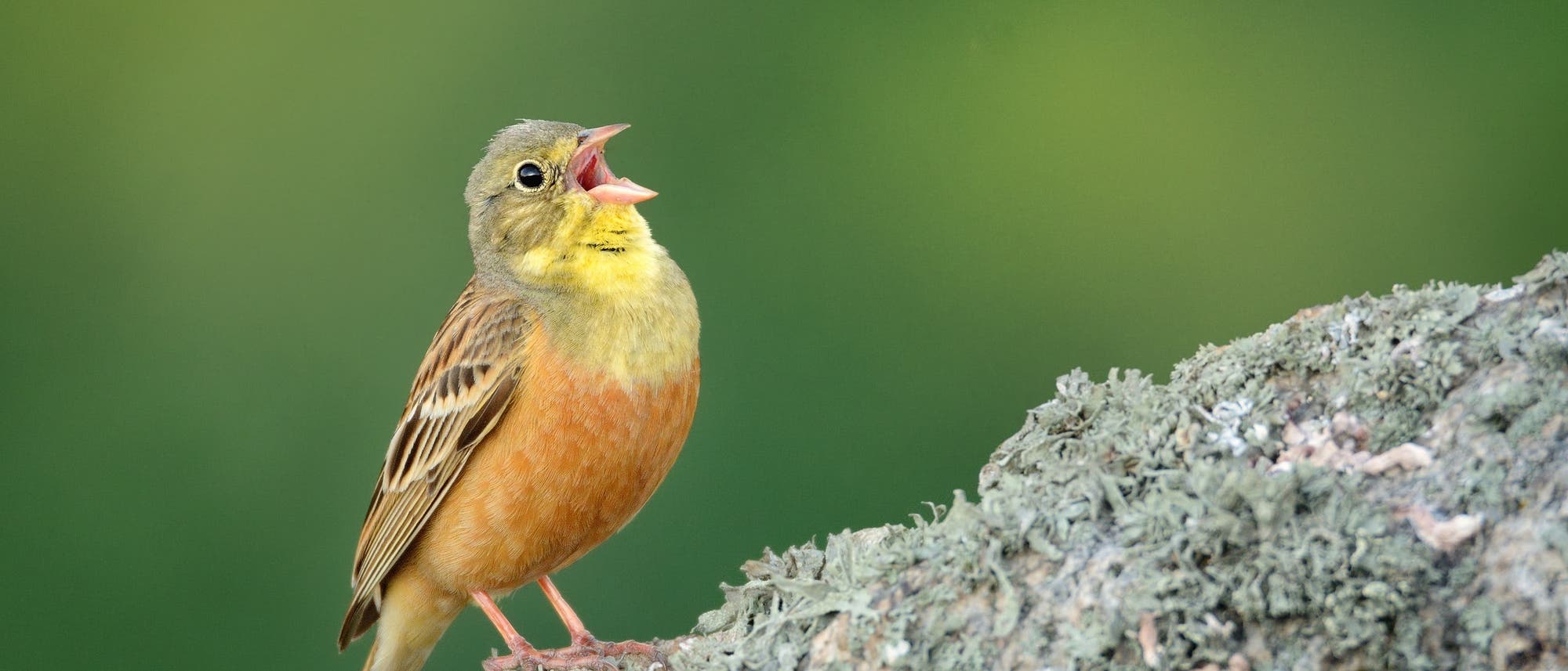 Ortolan Ortolan