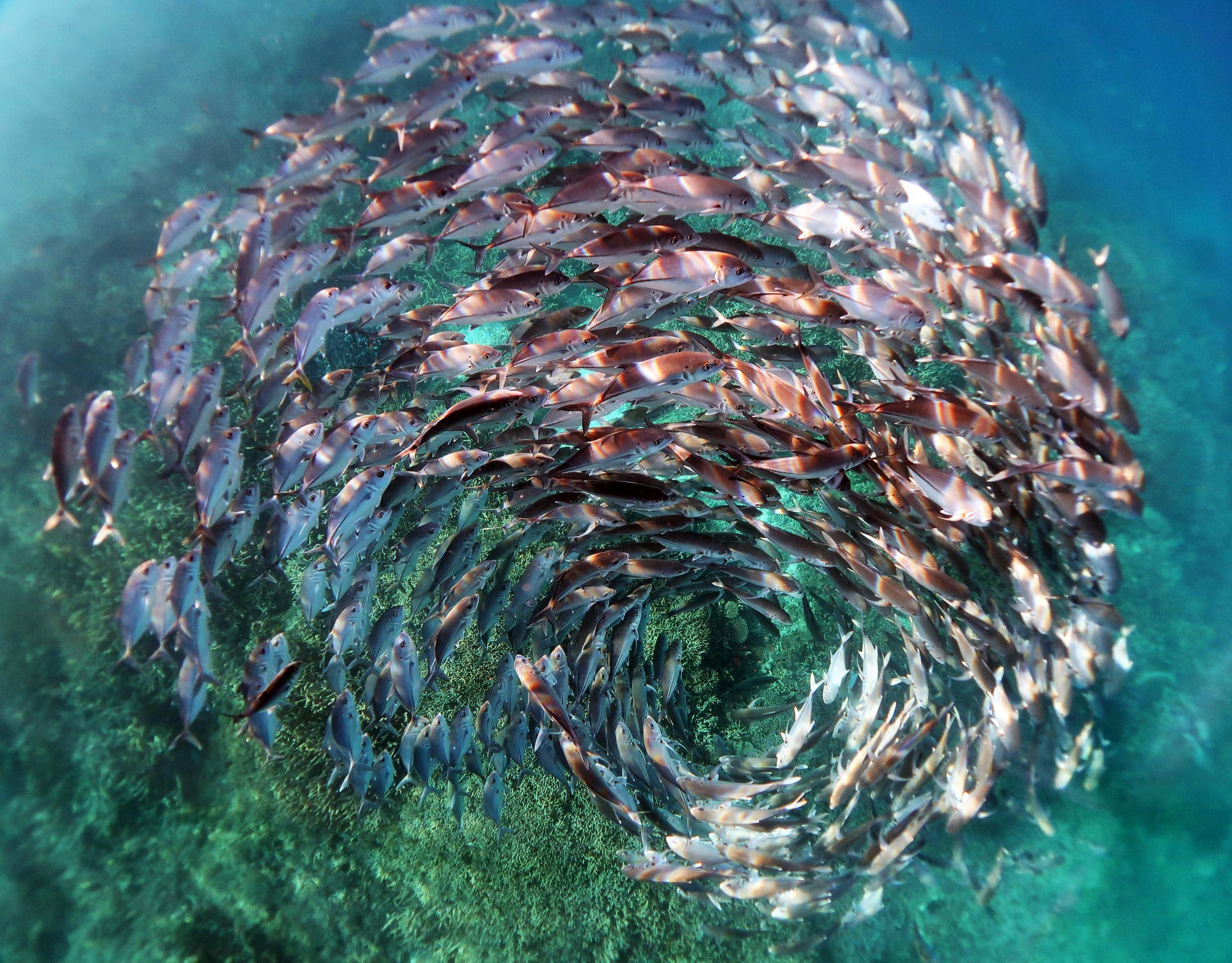 Ein Schwarm in Spiralformation am Great Barrier Reef Ein Schwarm in Spiralformation am Great Barrier Reef