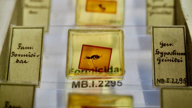In den Schubladen der Bernsteinsammlung am Naturkundemuseum Berlin lagern 40000 Stücke. Darunter dieses Exemplar mit eingeschlossener Ameise.