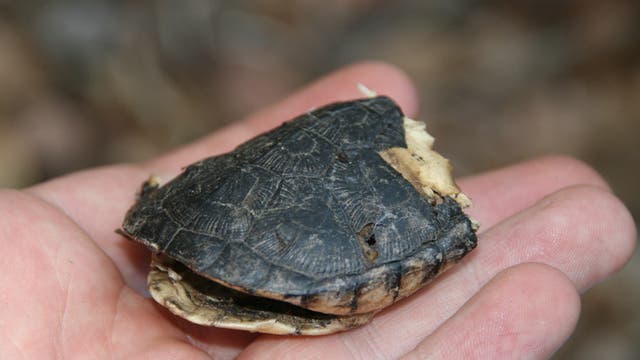 Süßwasserschildkröte der Art Pelomedusa subrufa