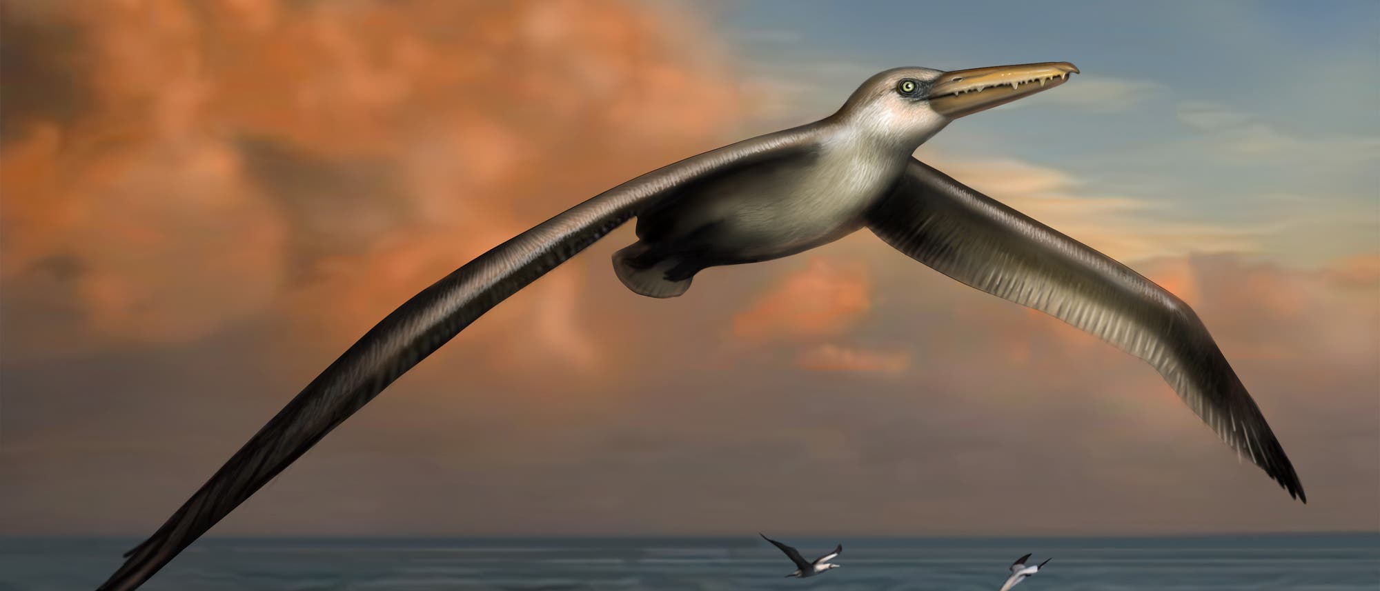 Pelagornis sandersi Pelagornis sandersi