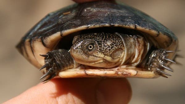 Wasserschildkröte an Land