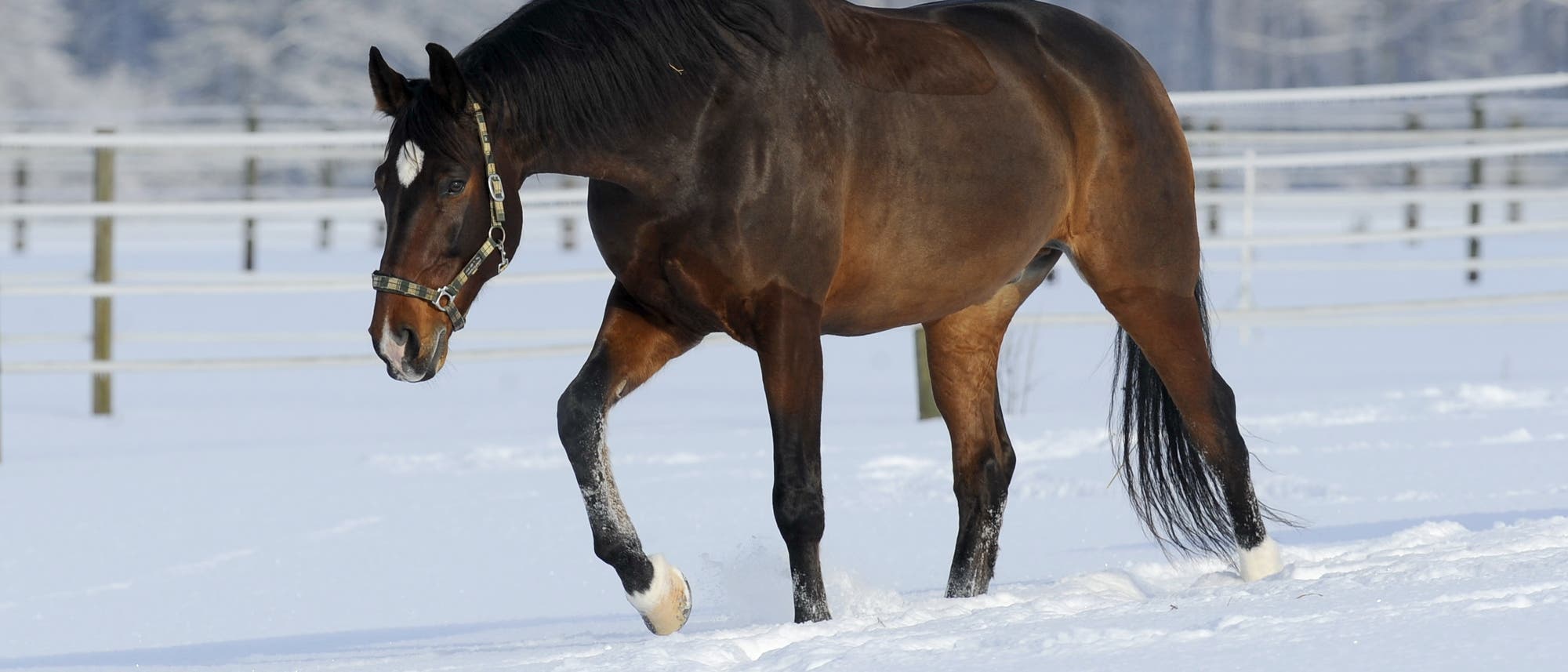 Ein Pferd auf der verschneiten Weide Ein Pferd auf der verschneiten Weide