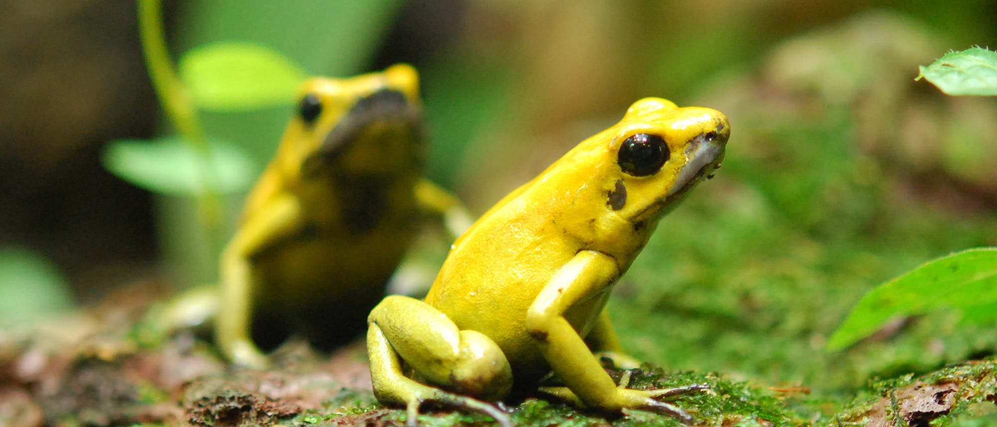8. Der Pfeilgiftfrosch - von der Jagd zur Medizin 8. Der Pfeilgiftfrosch - von der Jagd zur Medizin