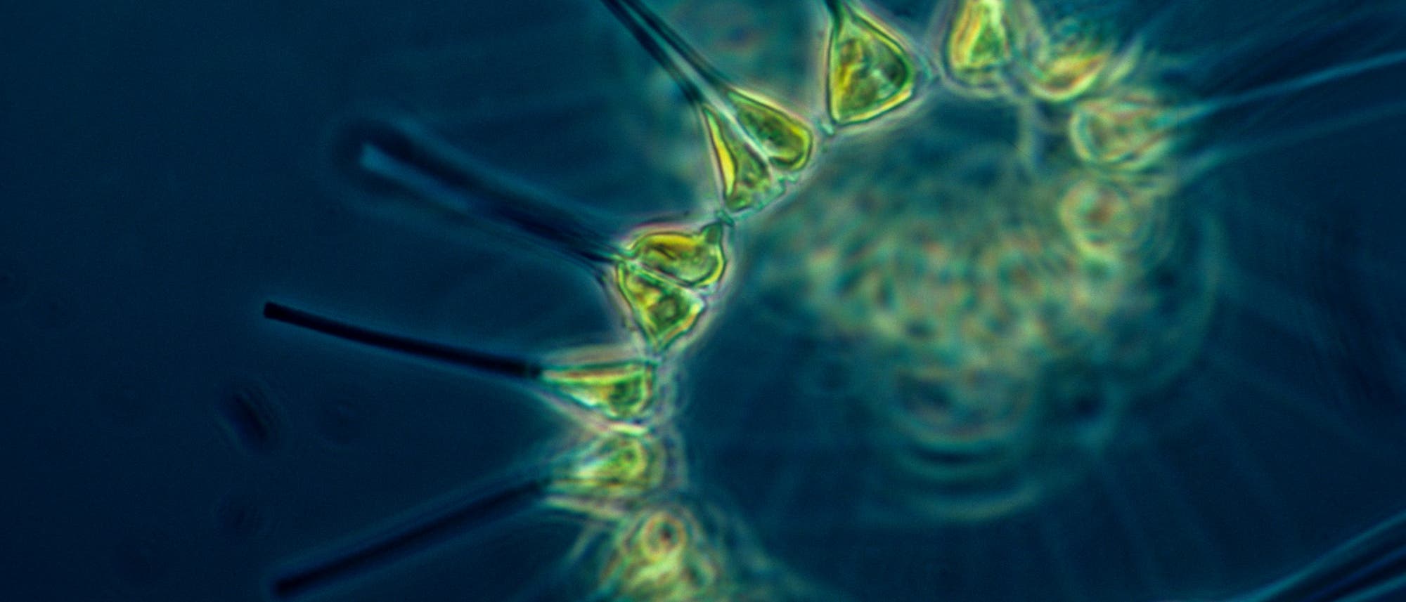 Phytoplankton Phytoplankton