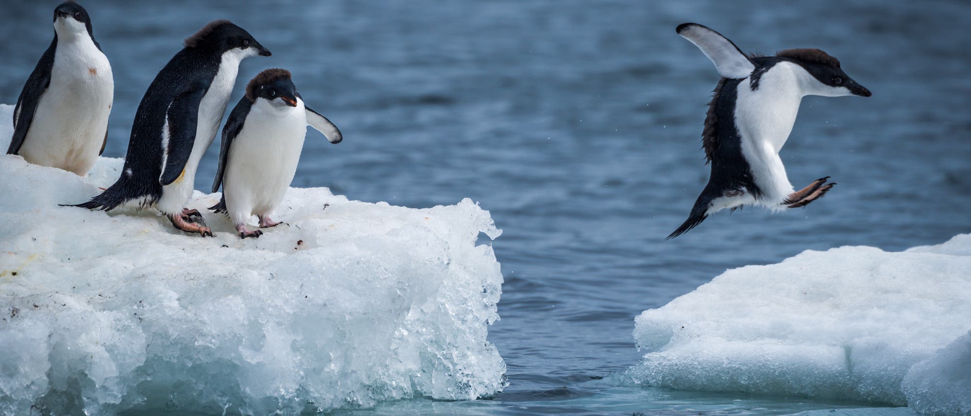 Adeliepinguine springen auf eine Eisscholle in der Antarktis Adeliepinguine springen auf eine Eisscholle in der Antarktis