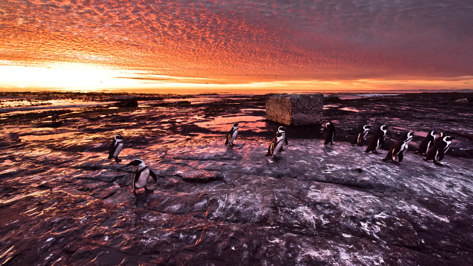 Pinguine im Abendrot Pinguine im Abendrot