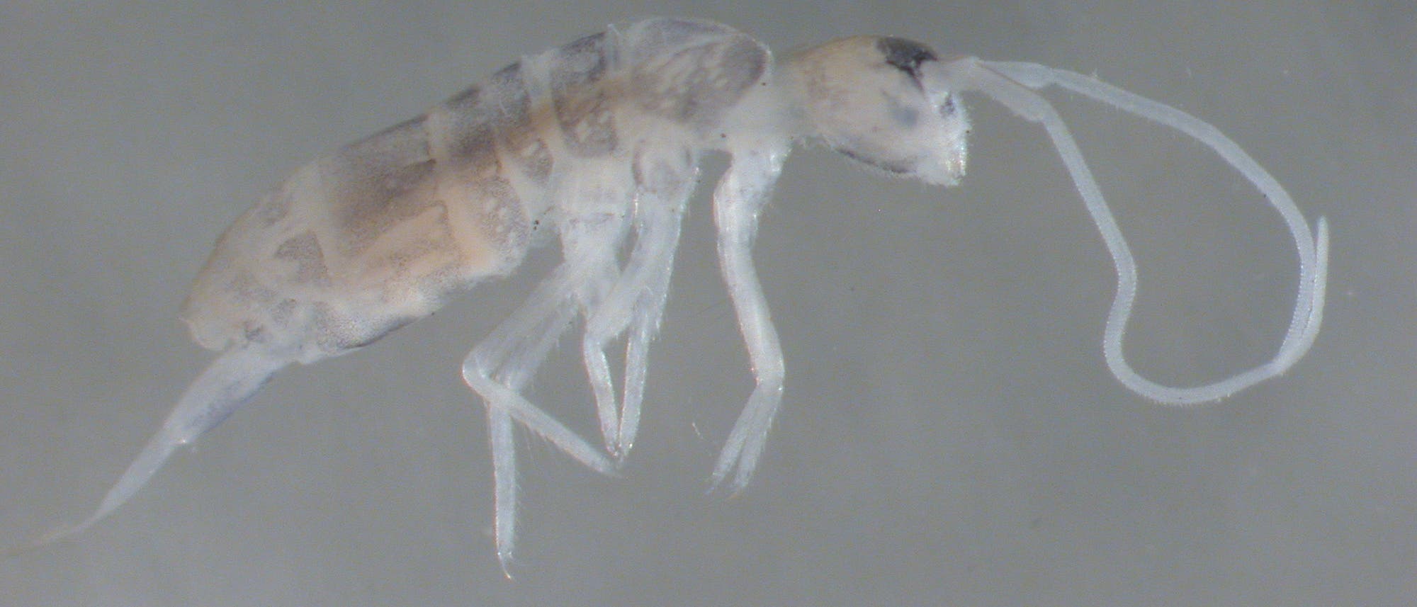 Plutomurus ortobalaganensis