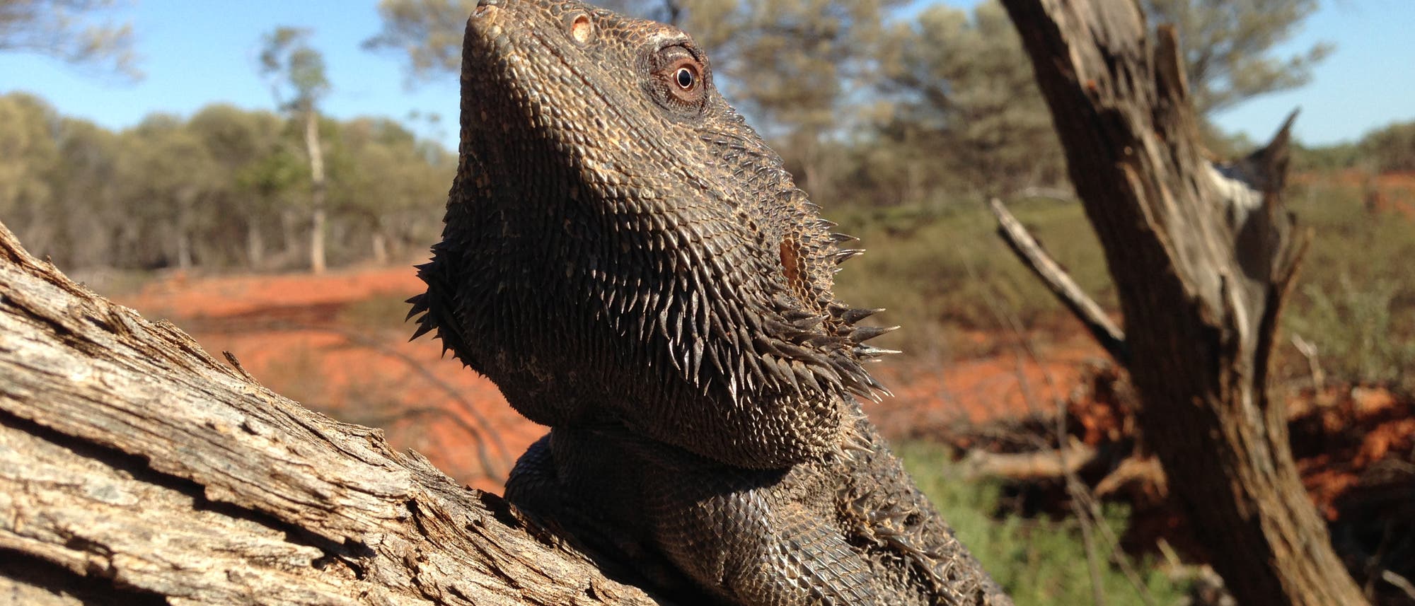 Pogona viitticeps Pogona viitticeps