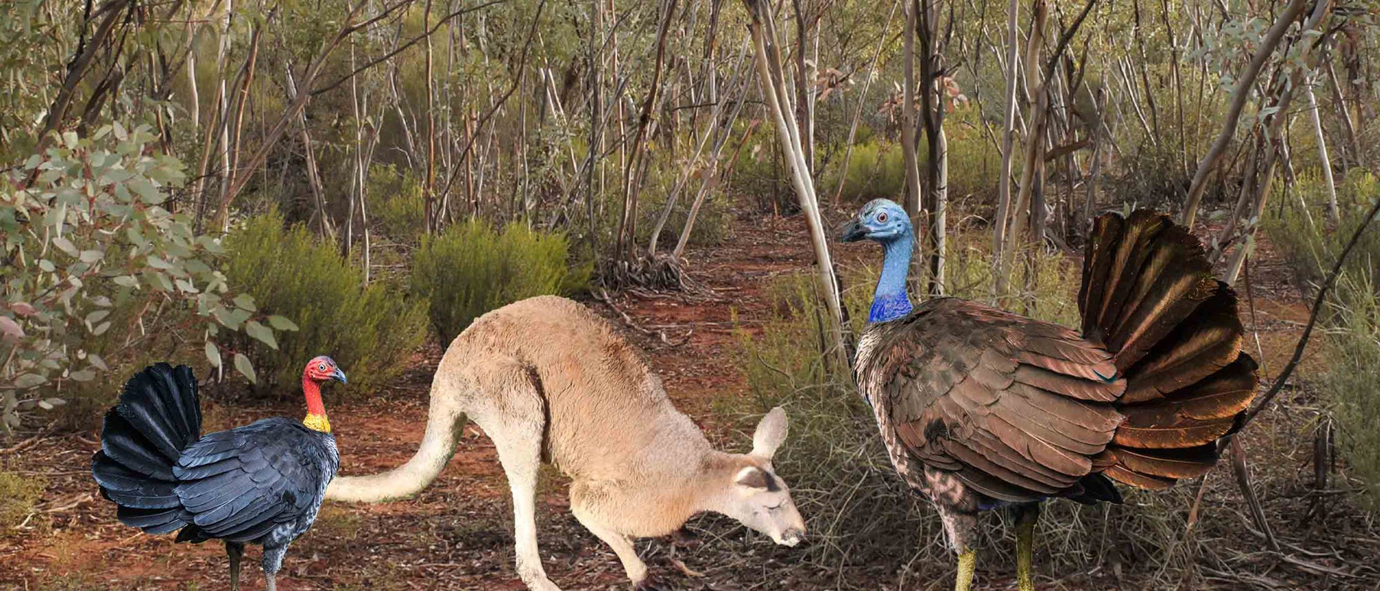 Das Mega-Buschhuhn im Vergleich mit einer heutigen Art und einem Känguru Das Mega-Buschhuhn im Vergleich mit einer heutigen Art und einem Känguru