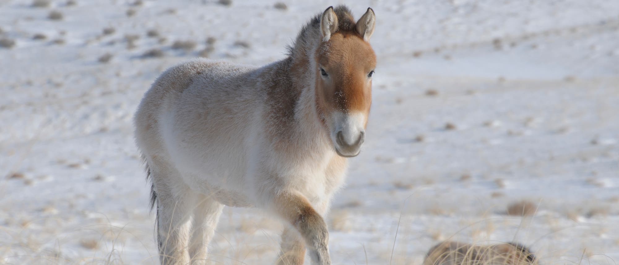 Przewalski-Pferde Przewalski-Pferde