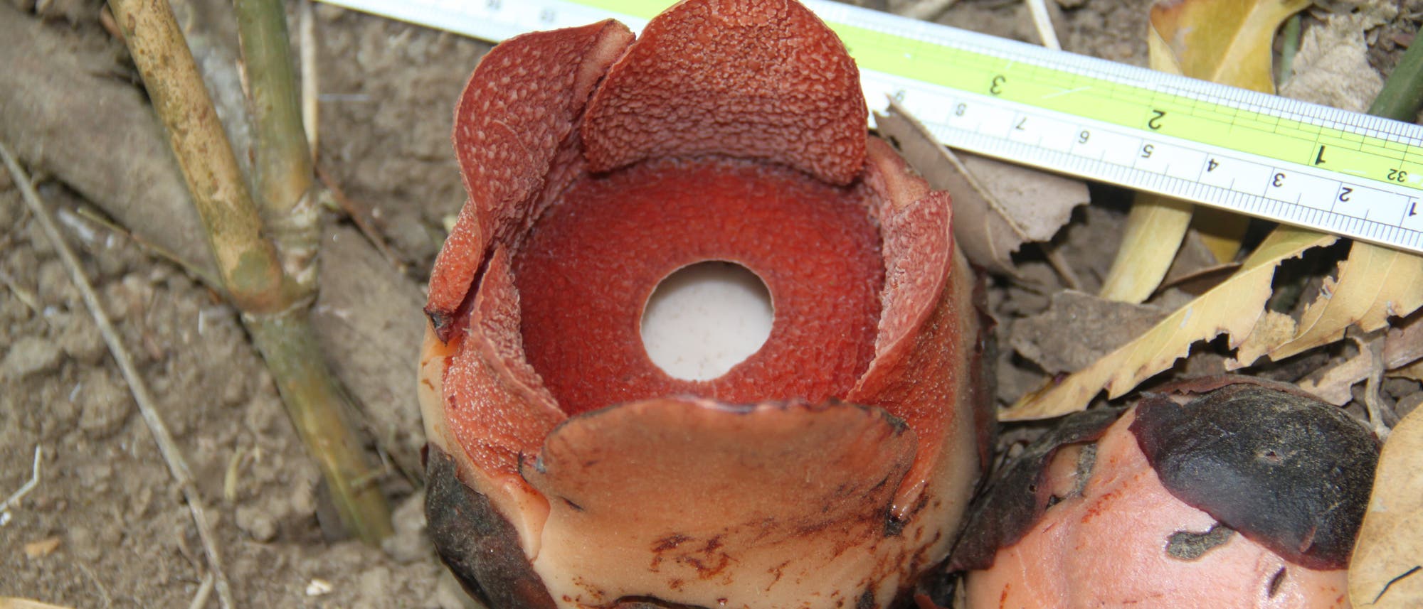 Neue Rafflesia-Art Neue Rafflesia-Art
