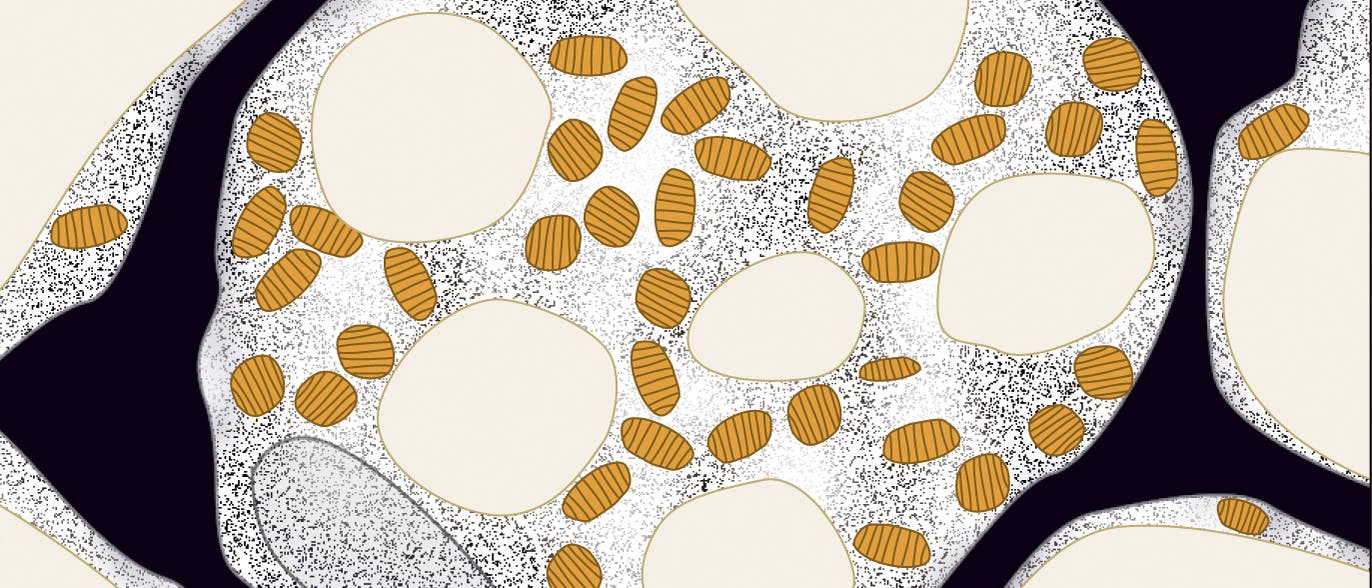 Beige Fettzelle Beige Fettzelle