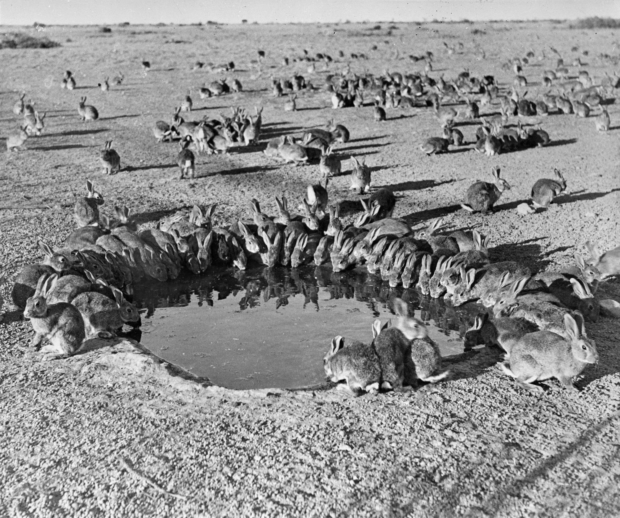 Kaninchen am Wasserloch, 1938
