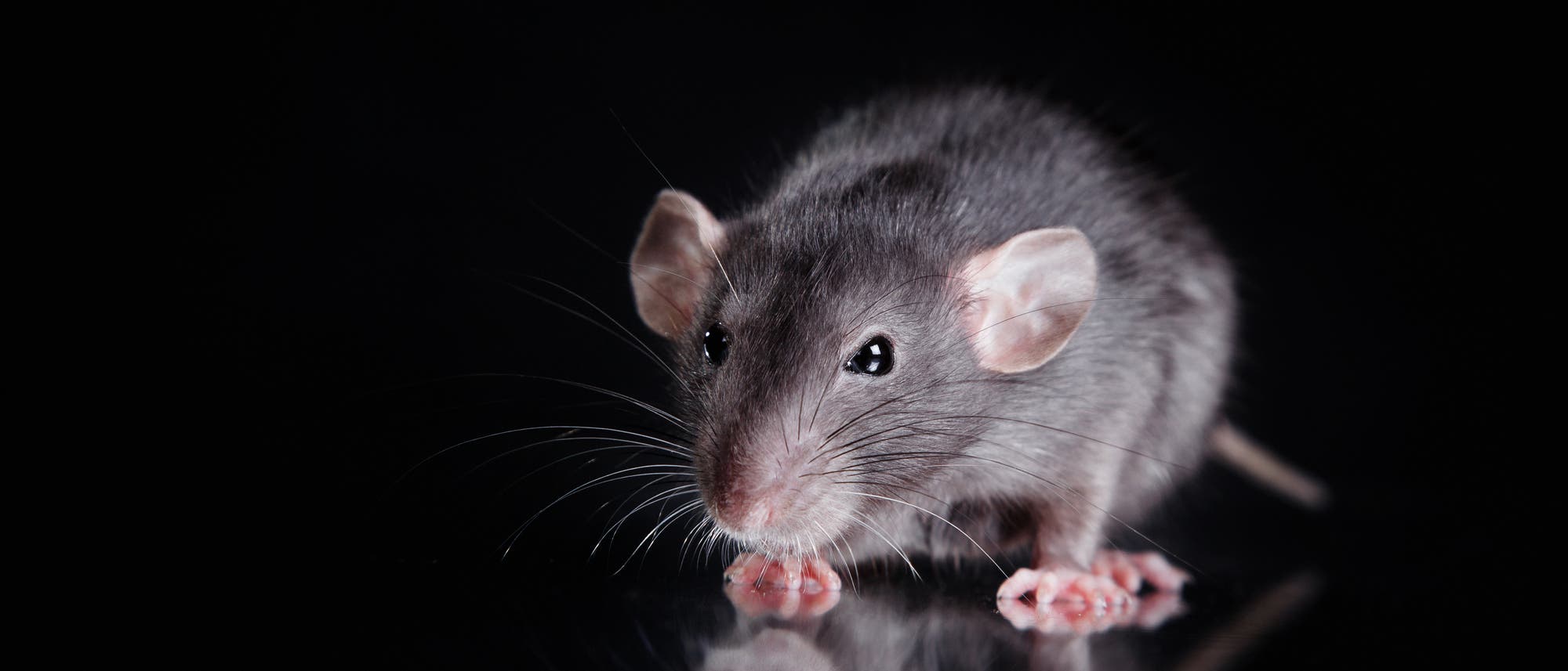 Ein schnüffelnde Ratte vor schwarzem Hintergrund Ein schnüffelnde Ratte vor schwarzem Hintergrund