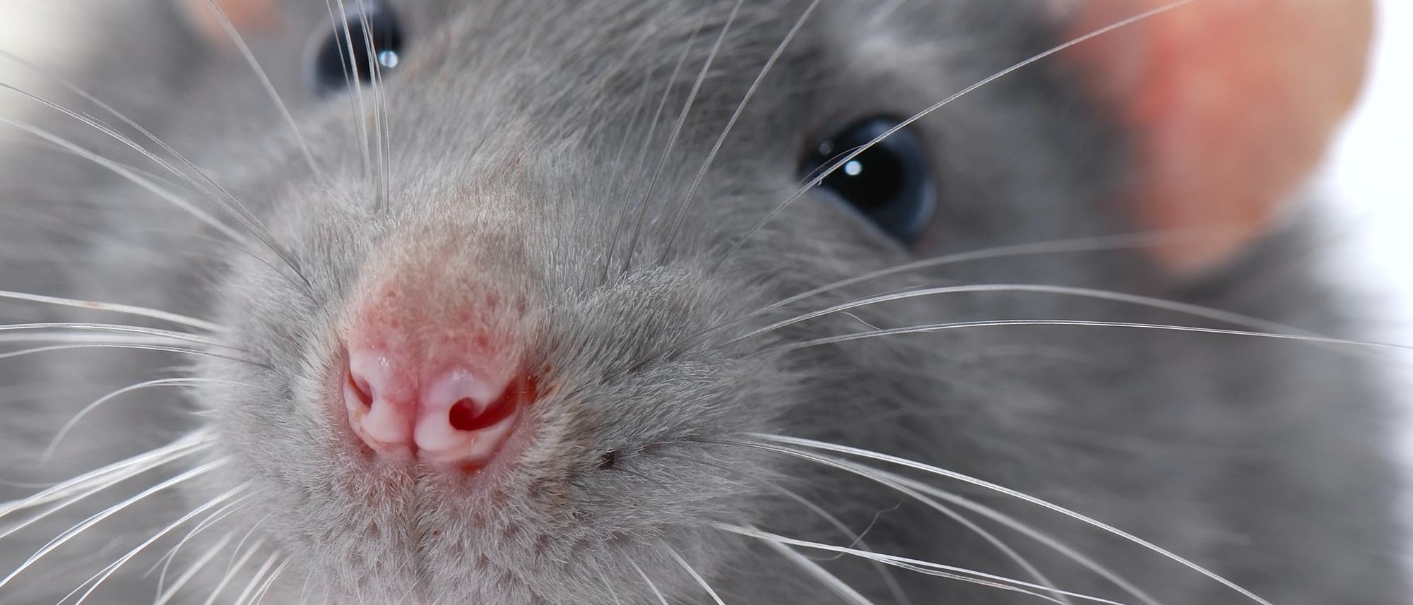 Ratte Ratte