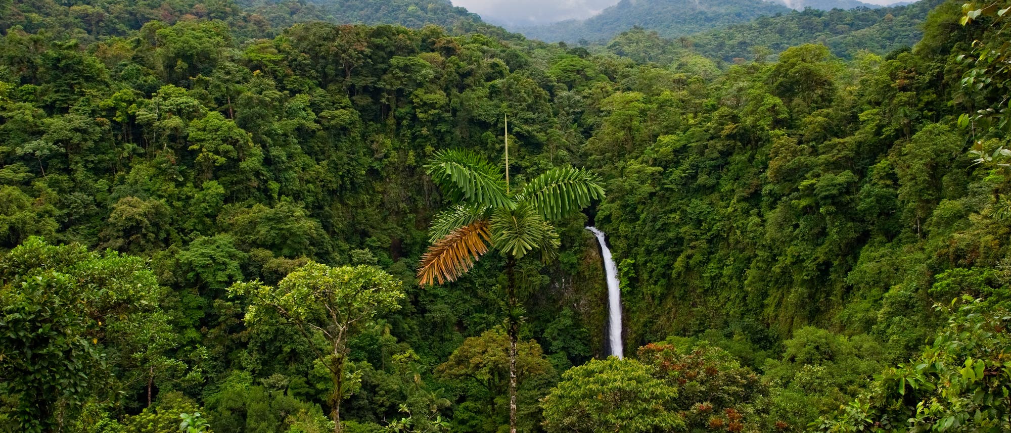 Regenwald in Costa Rica&nbsp;- eine grüne Vorzeigenation?