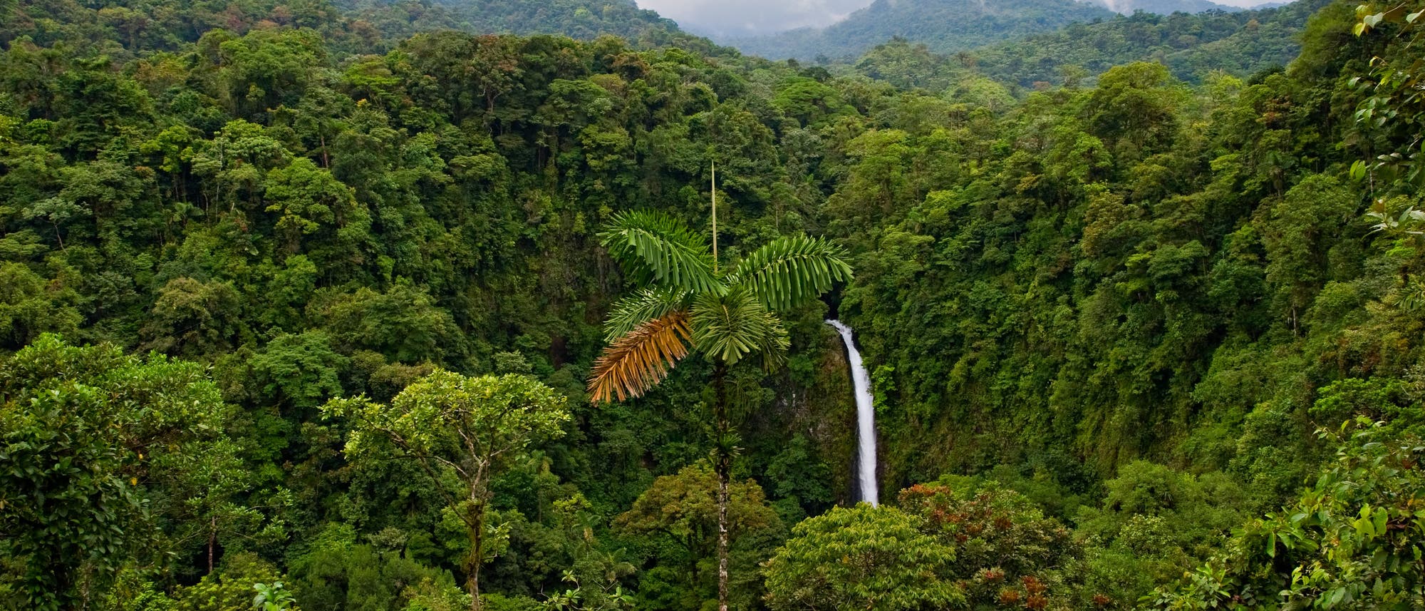 Regenwald in Costa Rica - eine grüne Vorzeigenation? Regenwald in Costa Rica - eine grüne Vorzeigenation?