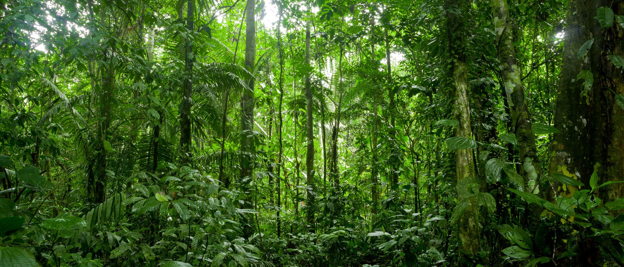 Regenwald am Amazonas Regenwald am Amazonas