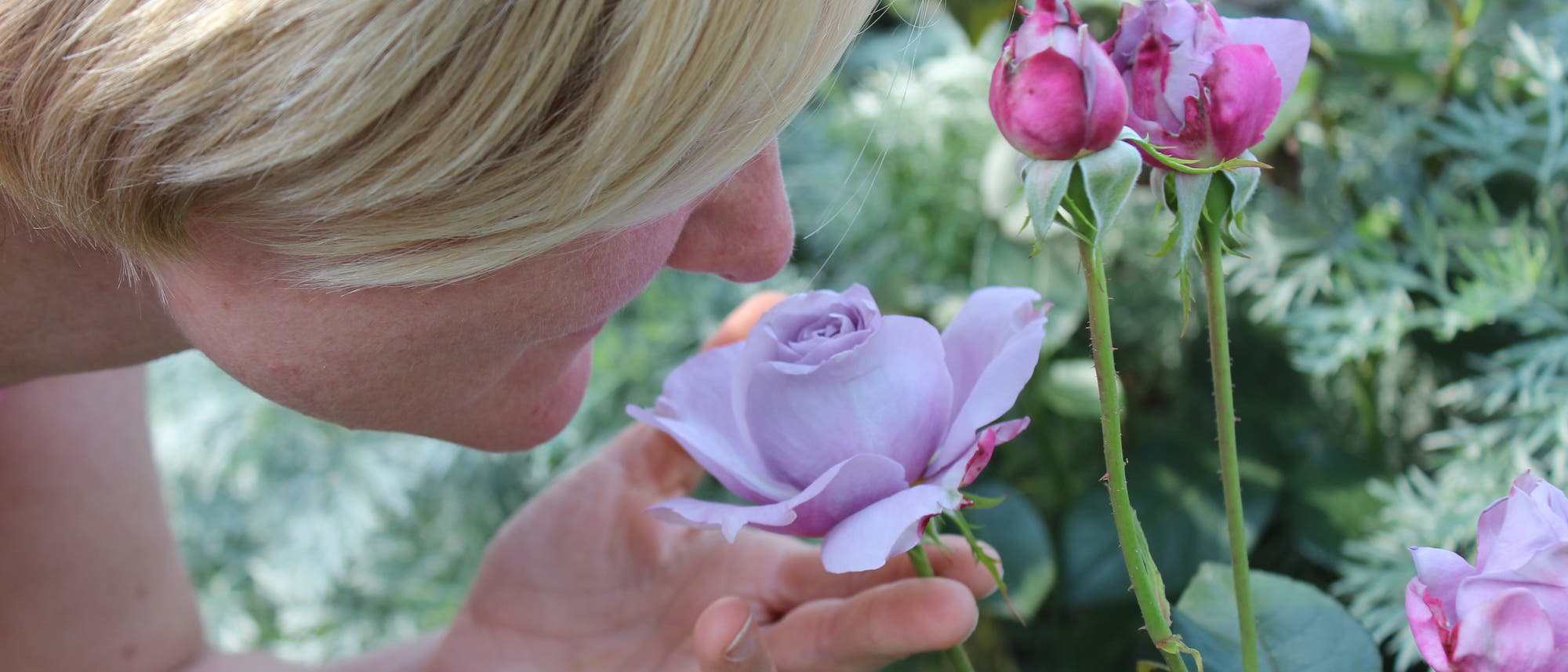 Frau riecht an Rosenblüte Frau riecht an Rosenblüte