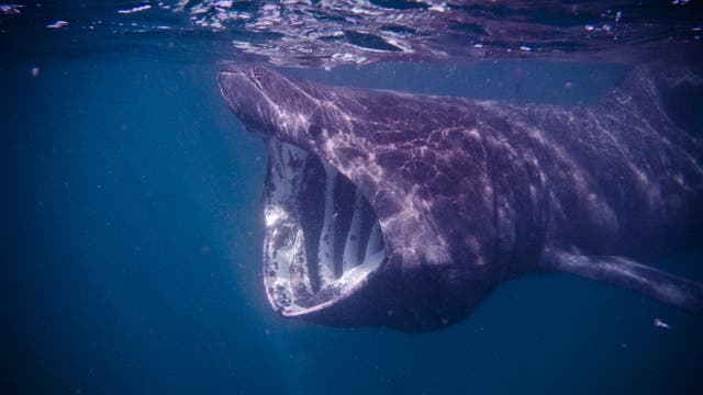 Riesenhai - der sanfte Gigant