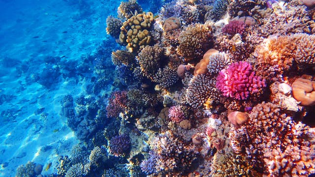Bedrohte Unterwasserwelt: Korallen im Roten Meer