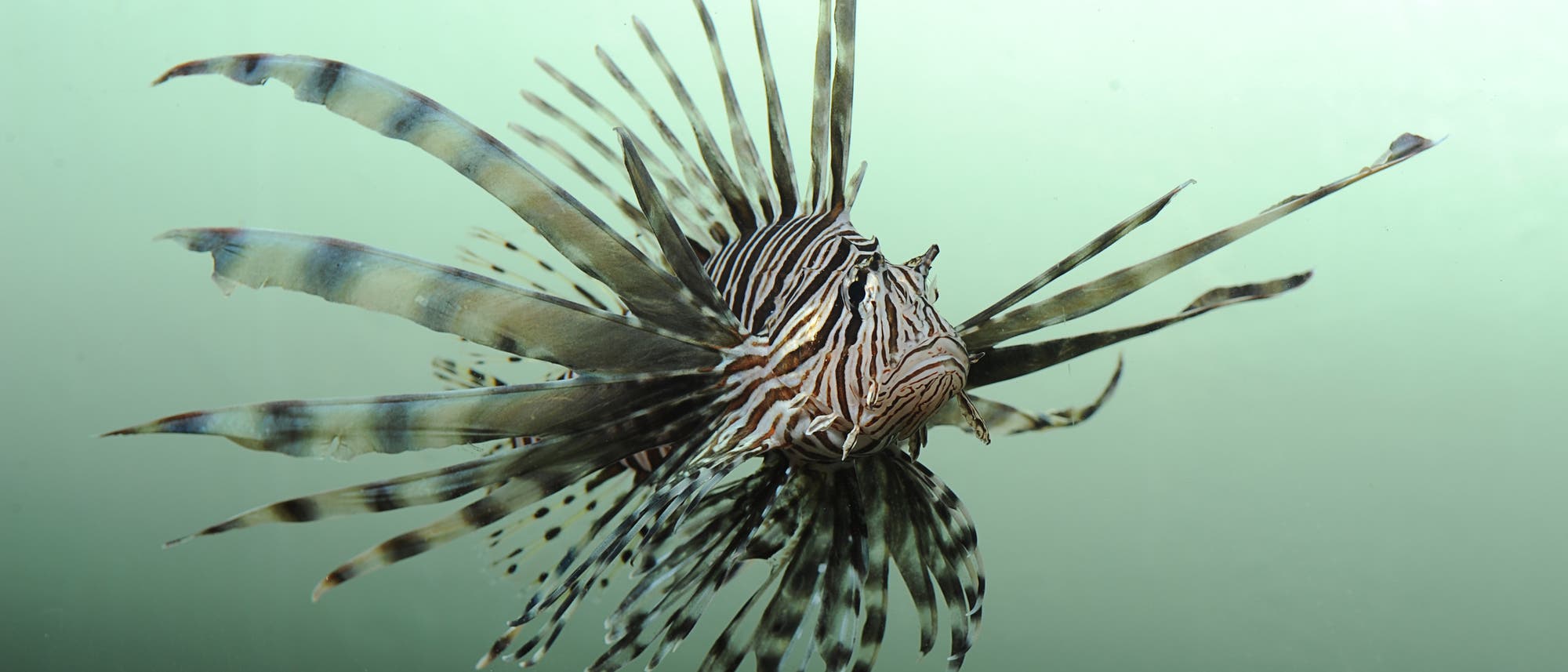 Rotfeuerfisch Rotfeuerfisch