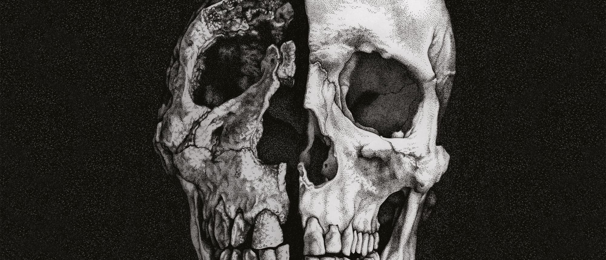 Schädel von Homo ergaster und Homo sapiens Schädel von Homo ergaster und Homo sapiens