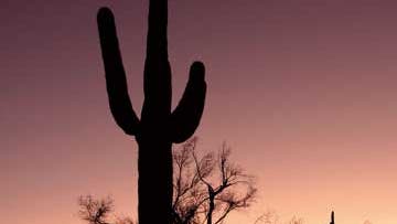 Saguaro-Kaktus