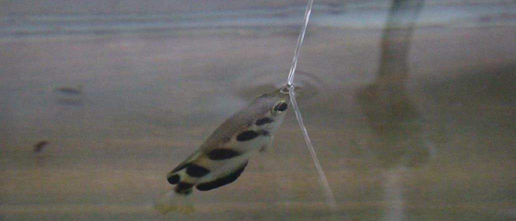 Schützenfisch spuckt einen Wasserstrahl auf eine Person, die ihr nichts getan hat Schützenfisch spuckt einen Wasserstrahl auf eine Person, die ihr nichts getan hat