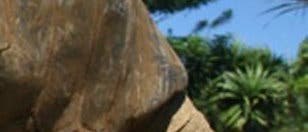 Aldabra-Riesenschildkröte Aldabra-Riesenschildkröte
