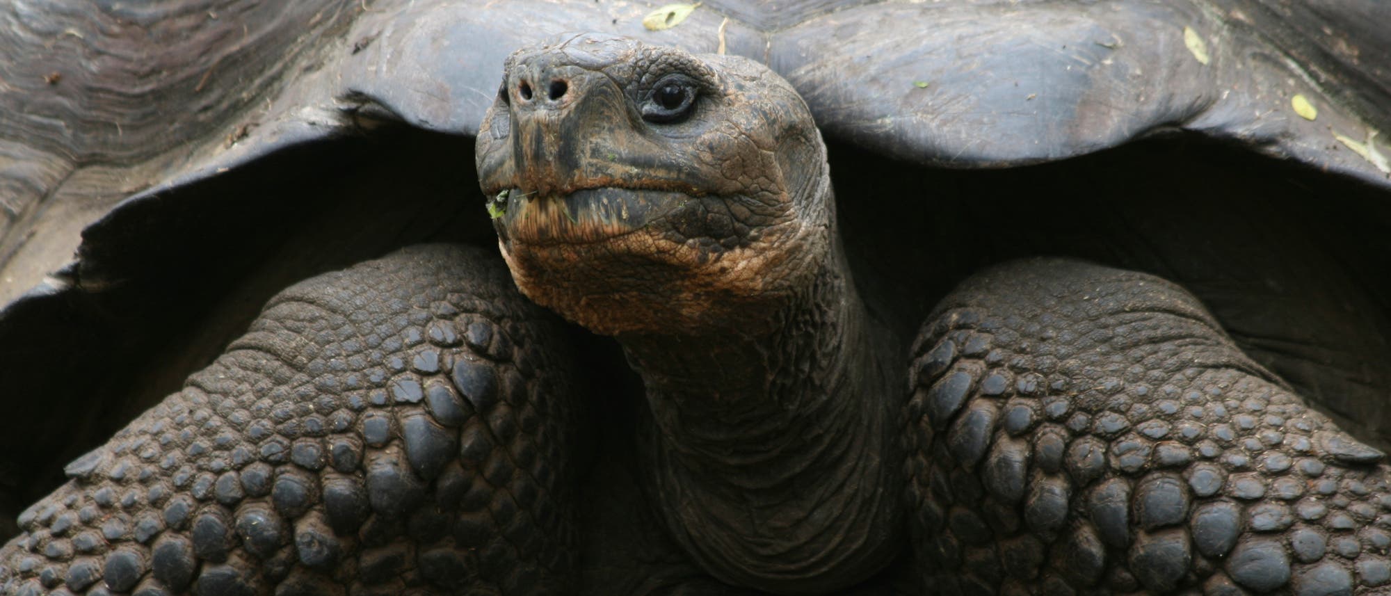 Schildkröte Schildkröte