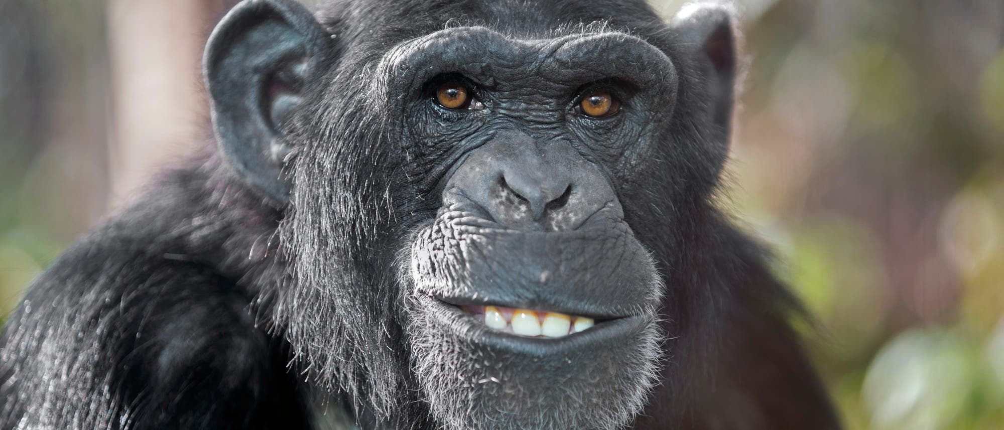Porträt eines männlichen Schimpansen