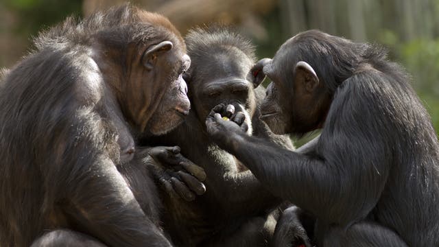 Drei Schimpansen in der Gruppe