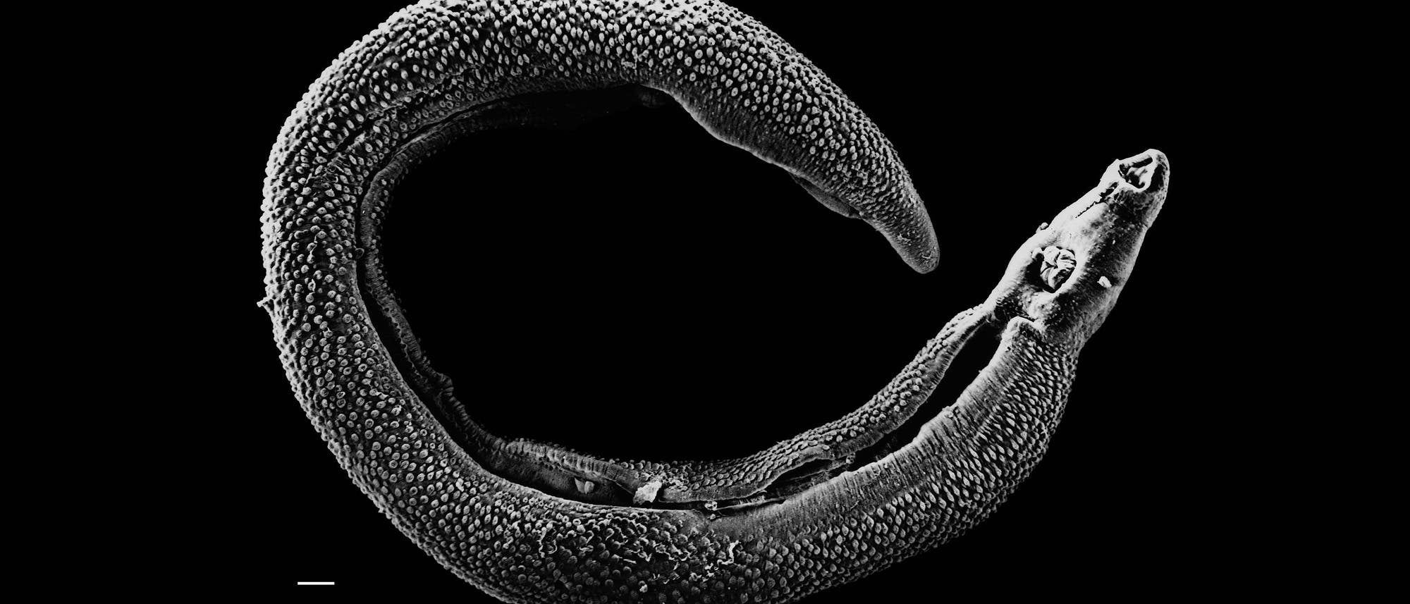 männlicher Schistosoma mansoni Wurm männlicher Schistosoma mansoni Wurm