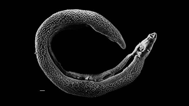 männlicher Schistosoma mansoni Wurm