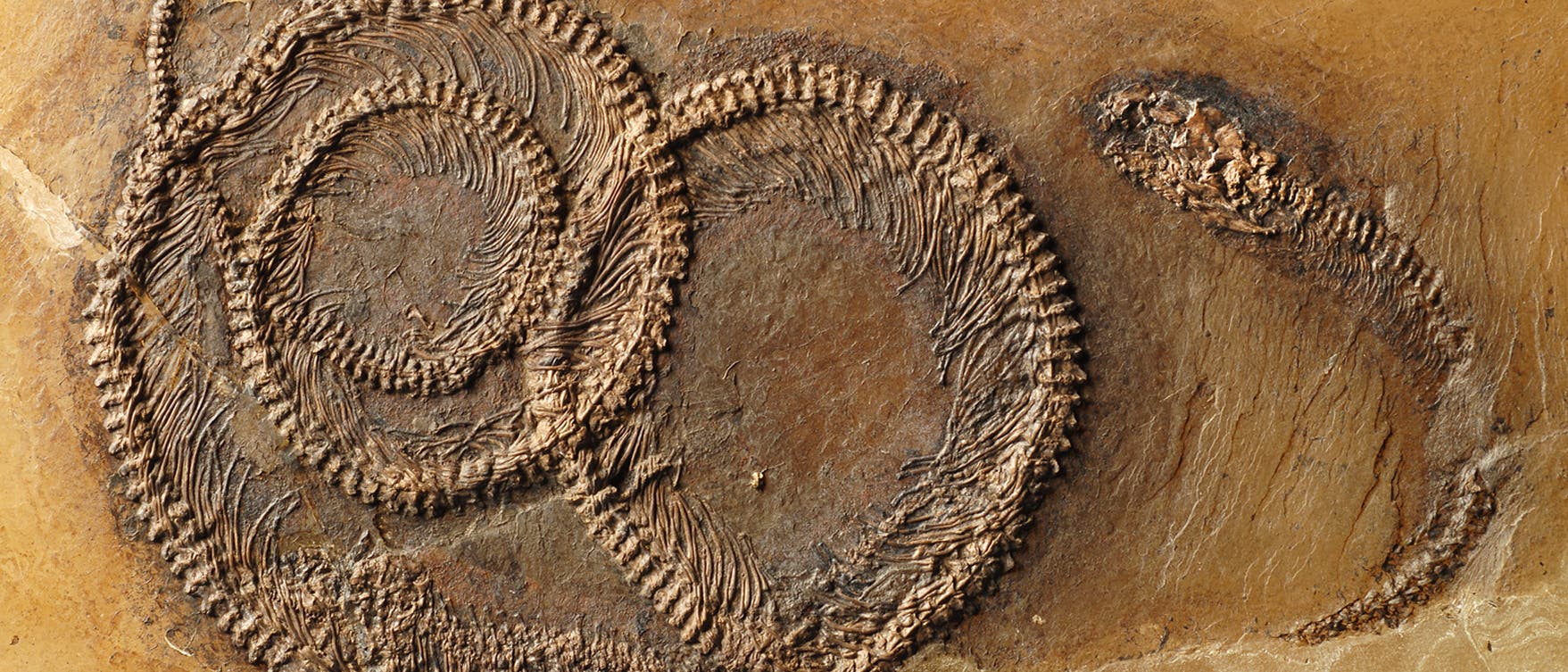 Versteinerte Schlange mit Echse im Magen, eingegossen in gelbes Kunstharz. Ich finde ja, die Fossilien aus Messel erinnern ein bisschen an Han Solo als Wandschmuck von Jabba the Hutt... Versteinerte Schlange mit Echse im Magen, eingegossen in gelbes Kunstharz. Ich finde ja, die Fossilien aus Messel erinnern ein bisschen an Han Solo als Wandschmuck von Jabba the Hutt...