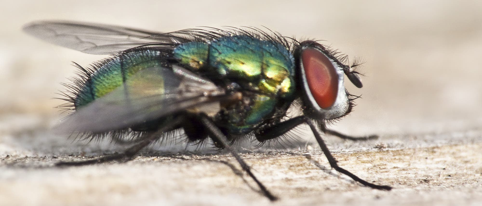 Schmeißfliege Schmeißfliege