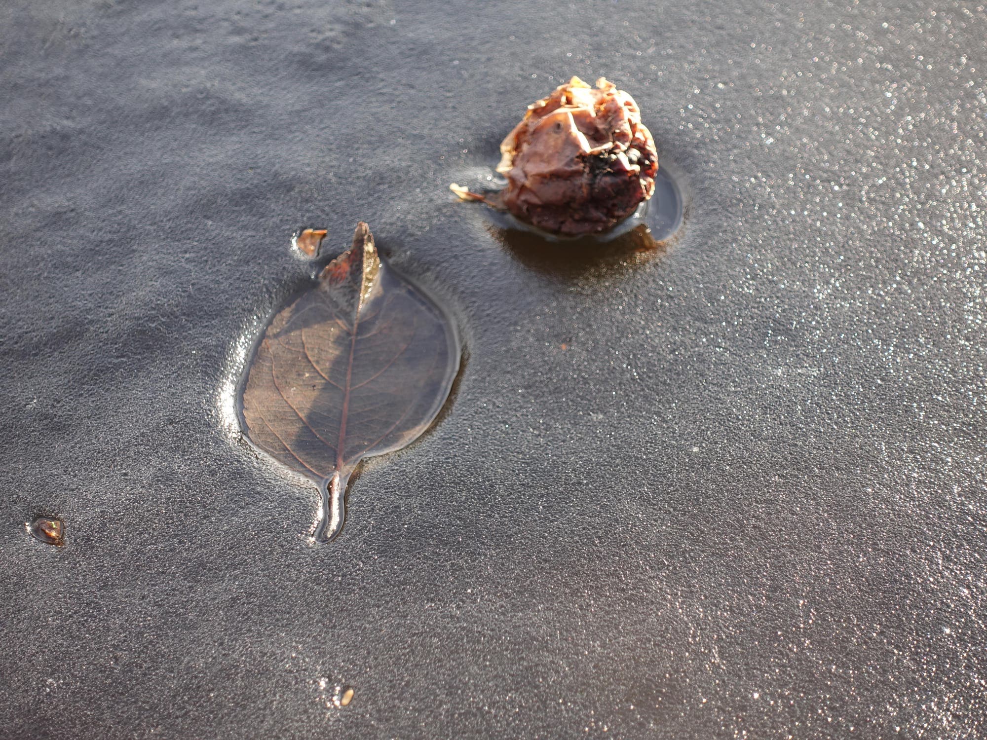 Ein auf einer Eisdecke liegendes Blatt und ein anderes Pflanzenteil haben rundherum eine kleine Mulde ins Eis geschmolzen
