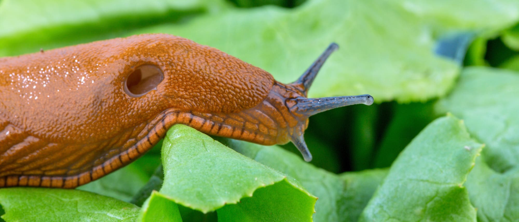 Nacktschnecke Nacktschnecke