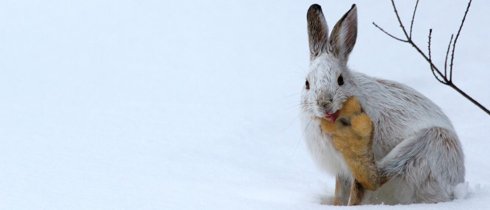 Schneeschuhhase Schneeschuhhase