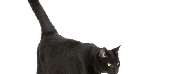 Schwarze Katze Schwarze Katze