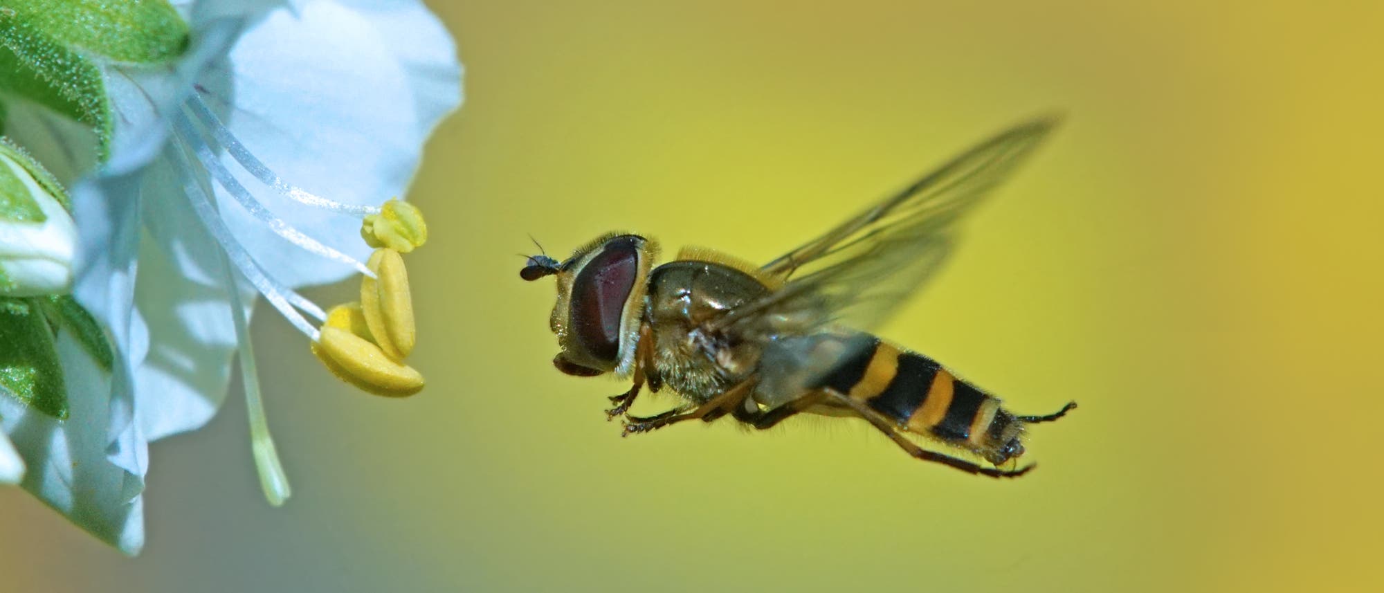 Schwebfliege Schwebfliege