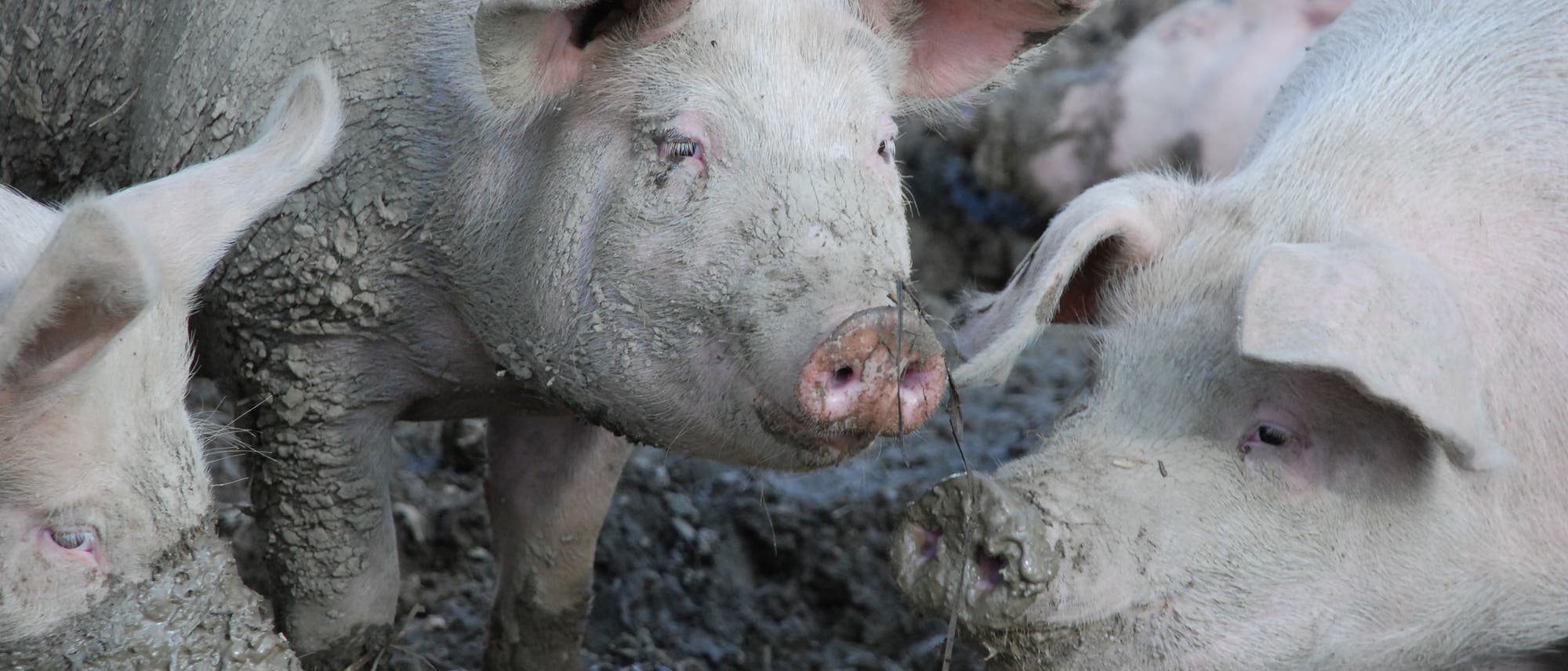 Schweine in der Suhle Schweine in der Suhle