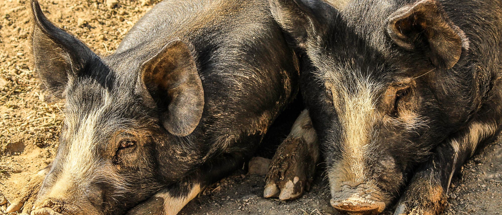 zwei Schweine zwei Schweine